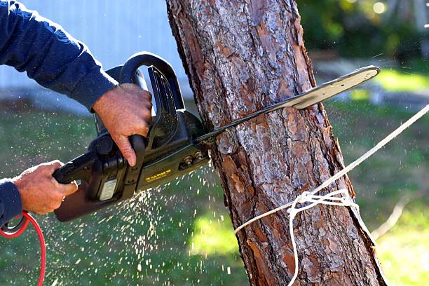 Best Root Management and Removal  in Logan, OH
