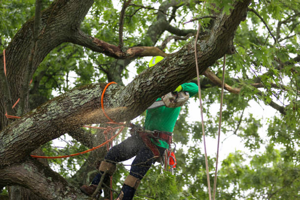 How Our Tree Care Process Works  in  Logan, OH