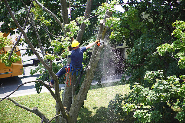 Best Lawn Maintenance Plans  in Logan, OH